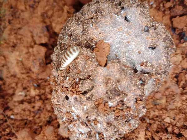 园林树木农作物的白蚁预防方法